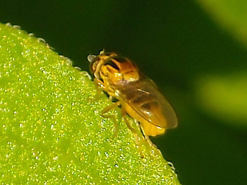 aiuto identificazione